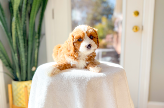 Cute Cavapoo Poodle Mix Pup