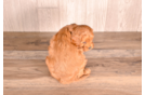 Cute Cavapoo Baby
