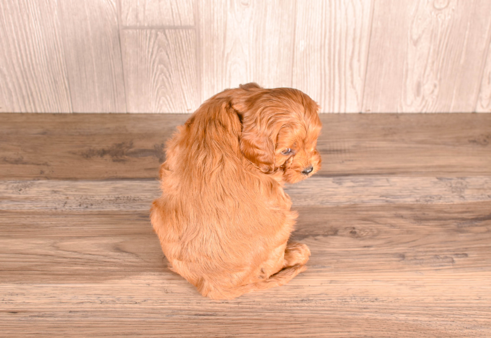 Cute Cavapoo Baby