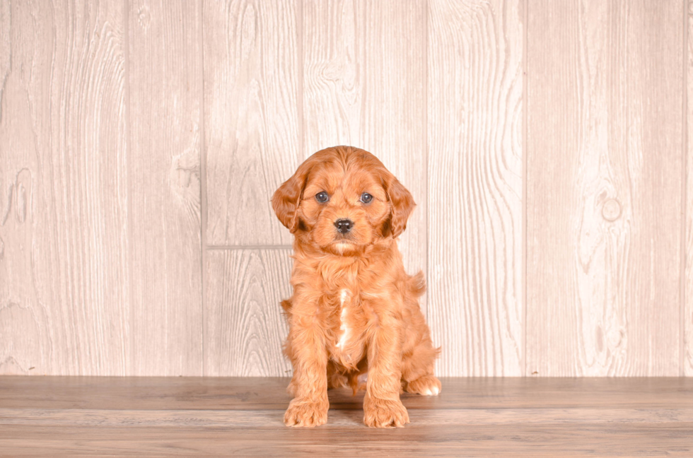 Best Cavapoo Baby