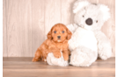 Cute Cavapoo Poodle Mix Pup