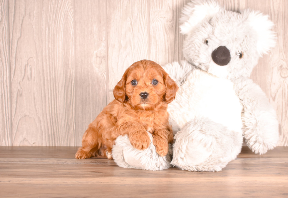 Cute Cavapoo Poodle Mix Pup