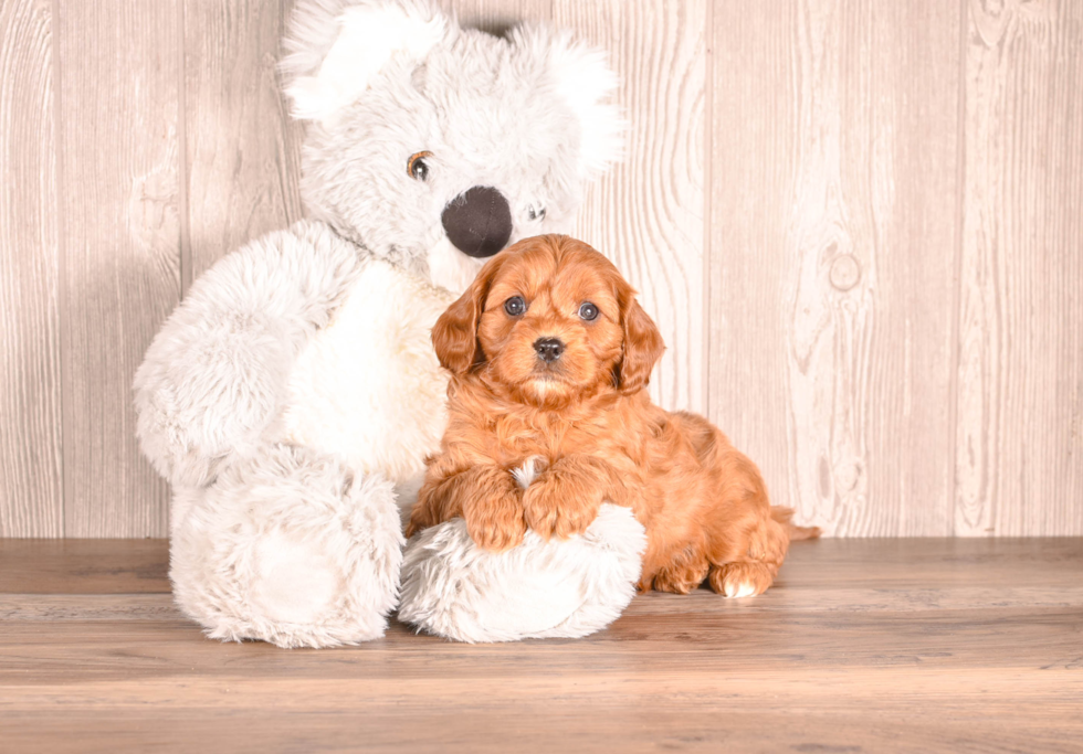 Cavapoo Pup Being Cute