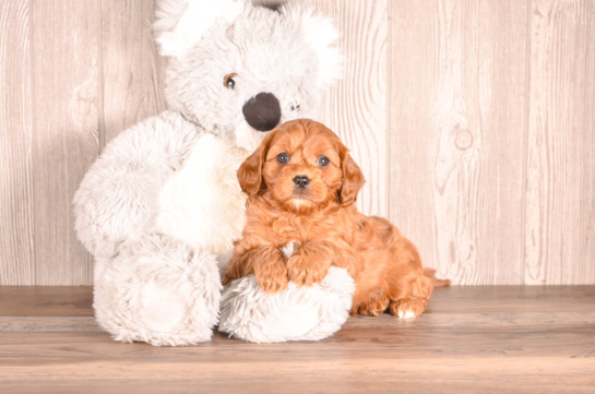 Cavapoo Pup Being Cute