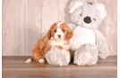 Cute Cavapoo Poodle Mix Pup