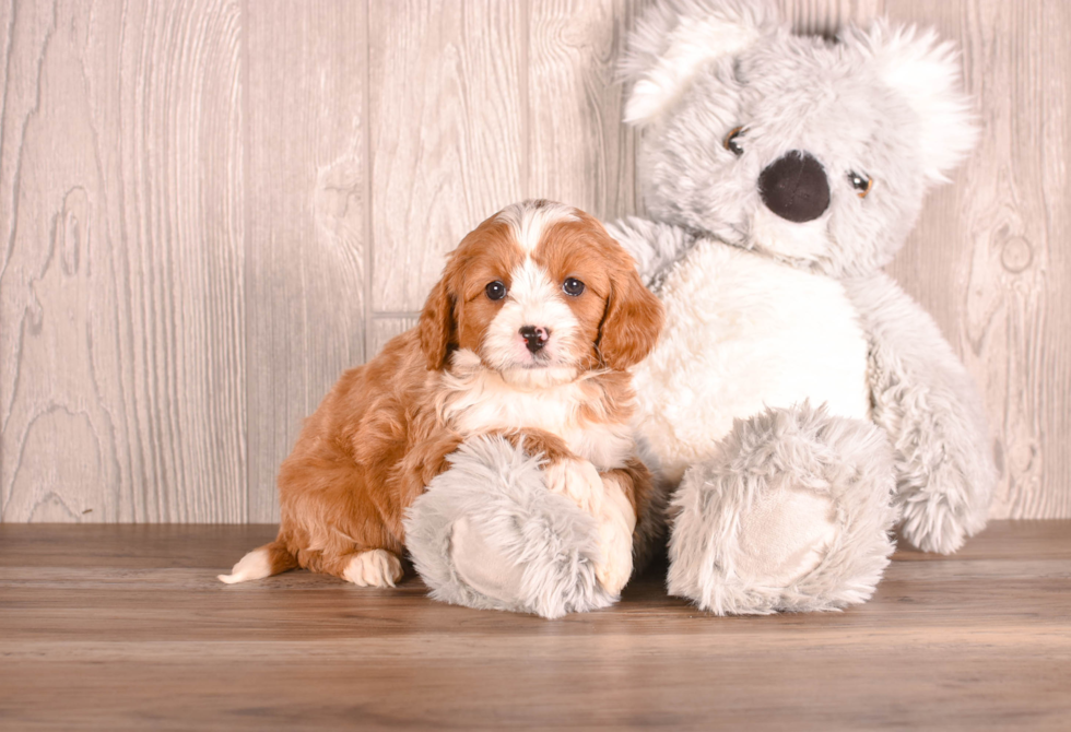 Cute Cavapoo Poodle Mix Pup