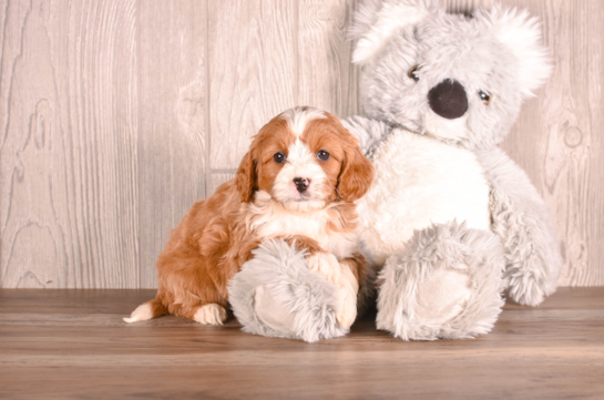 Cute Cavapoo Poodle Mix Pup