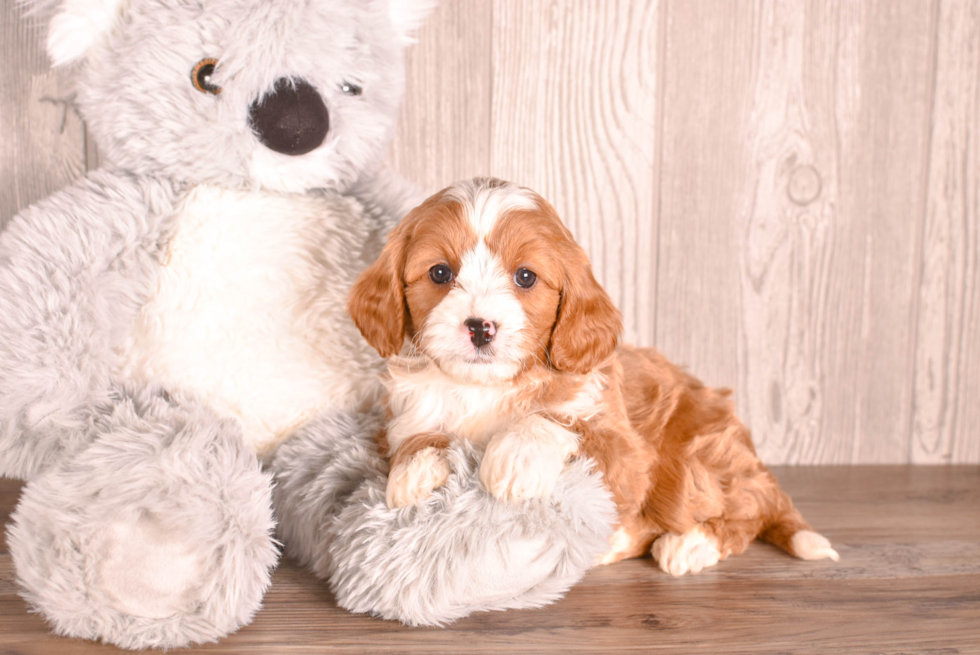 Best Cavapoo Baby