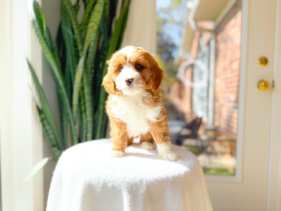Best Cavapoo Baby