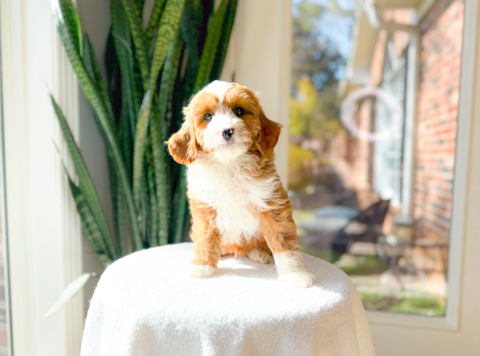 Cute Cavapoo Poodle Mix Pup