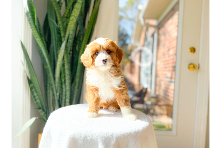 Best Cavapoo Baby