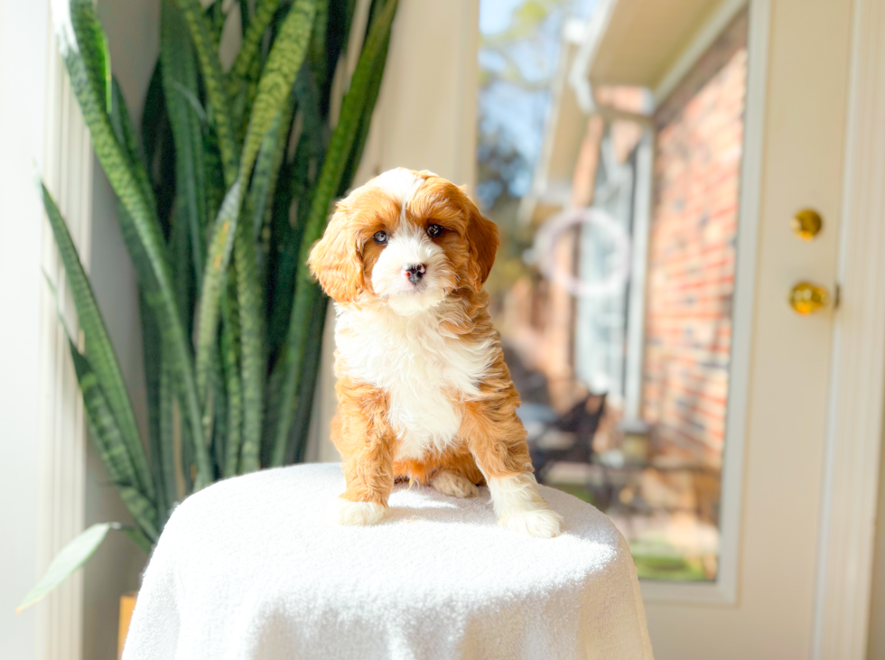 Best Cavapoo Baby