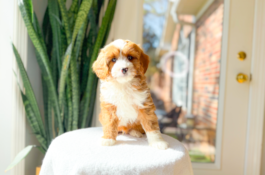 Best Cavapoo Baby