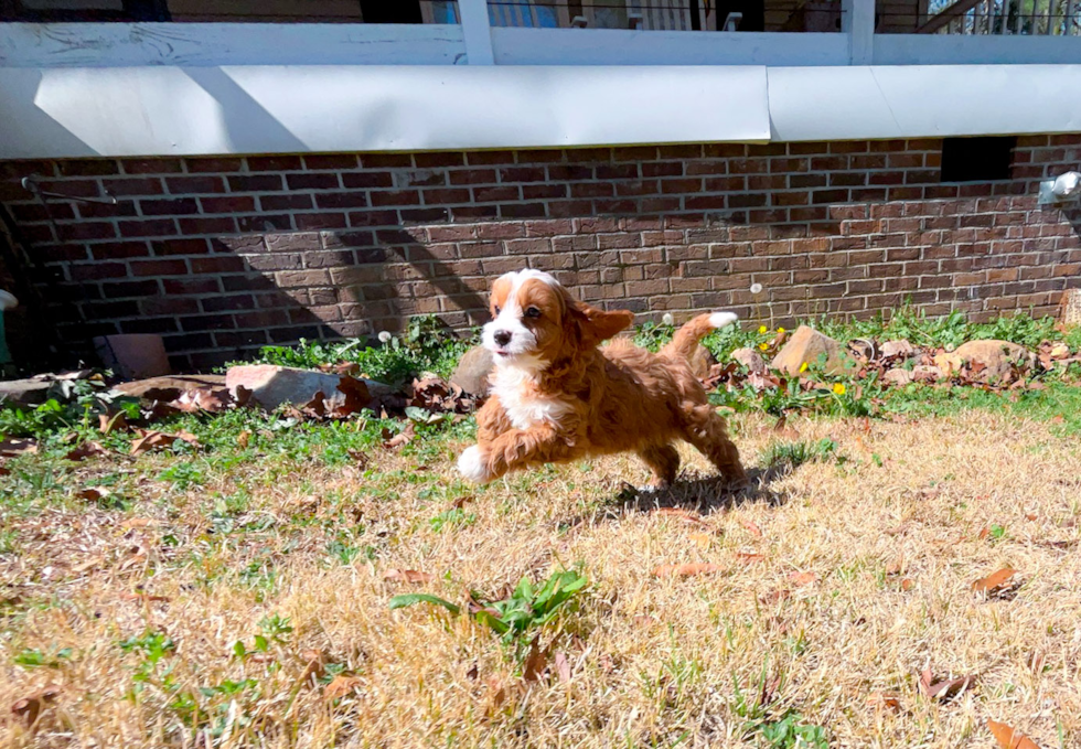 Cavapoo Pup Being Cute