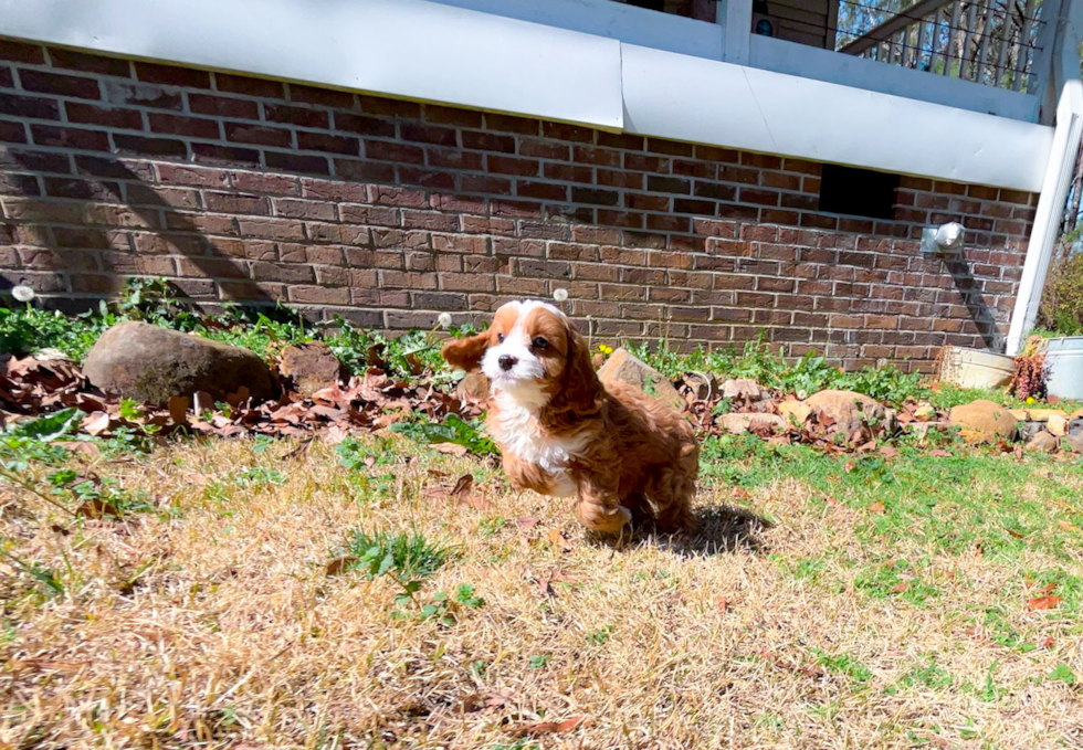 Cavapoo Pup Being Cute
