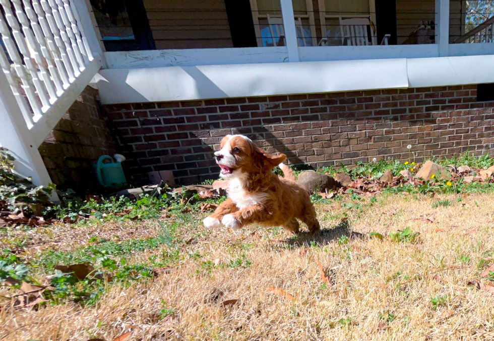 Cute Cavoodle Poodle Mix Puppy