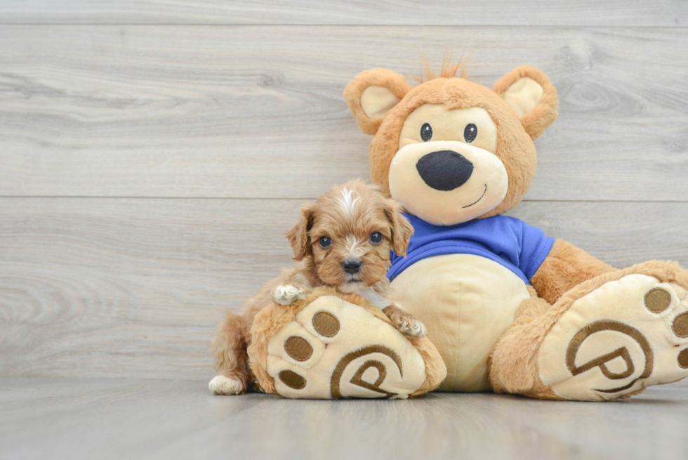 Little Cavoodle Poodle Mix Puppy