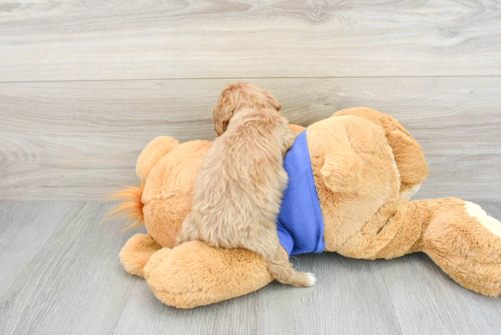 Cavapoo Pup Being Cute