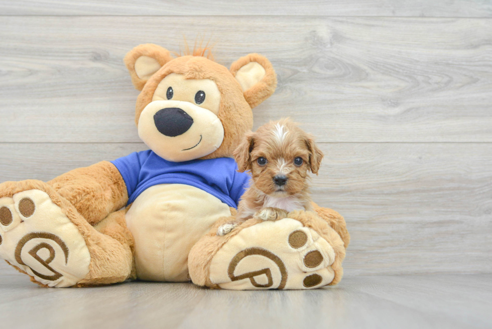 Sweet Cavapoo Baby