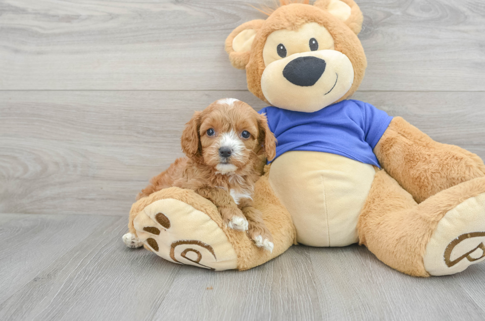 9 week old Cavapoo Puppy For Sale - Simply Southern Pups