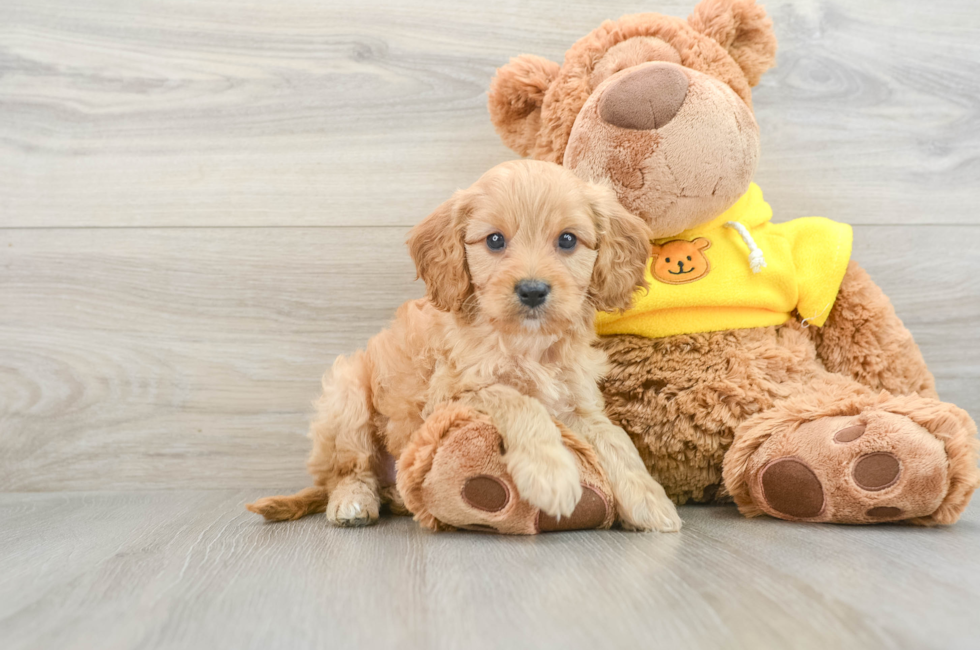 7 week old Cavapoo Puppy For Sale - Simply Southern Pups