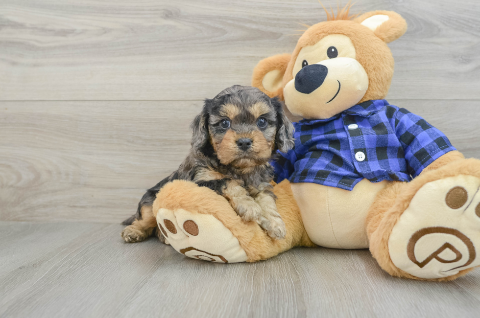 5 week old Cavapoo Puppy For Sale - Simply Southern Pups