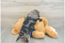 Energetic Cavoodle Poodle Mix Puppy