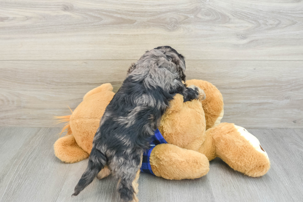 Energetic Cavoodle Poodle Mix Puppy