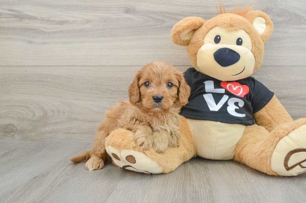 5 week old Cavapoo Puppy For Sale - Simply Southern Pups