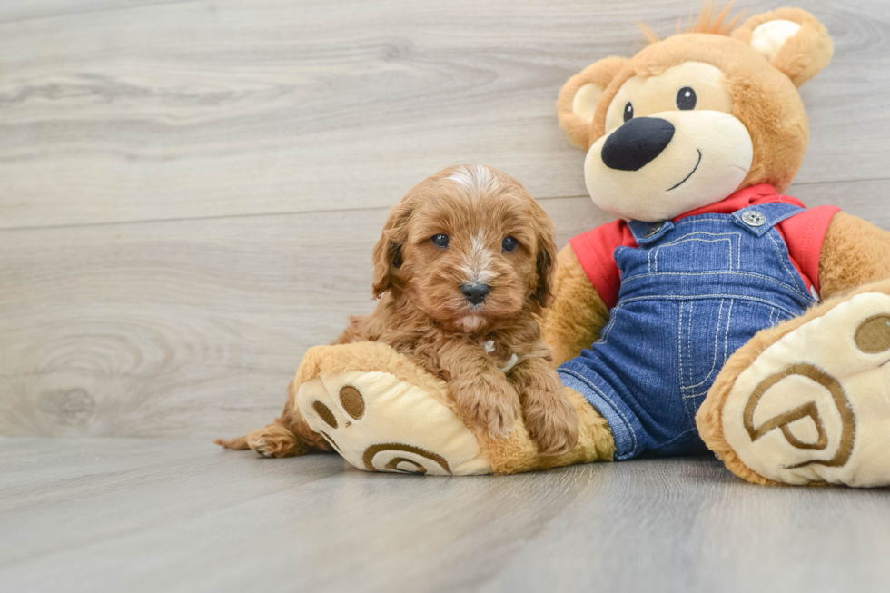 Small Cavapoo Baby