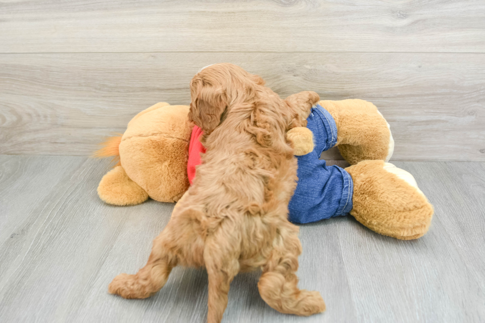 Hypoallergenic Cavadoodle Poodle Mix Puppy