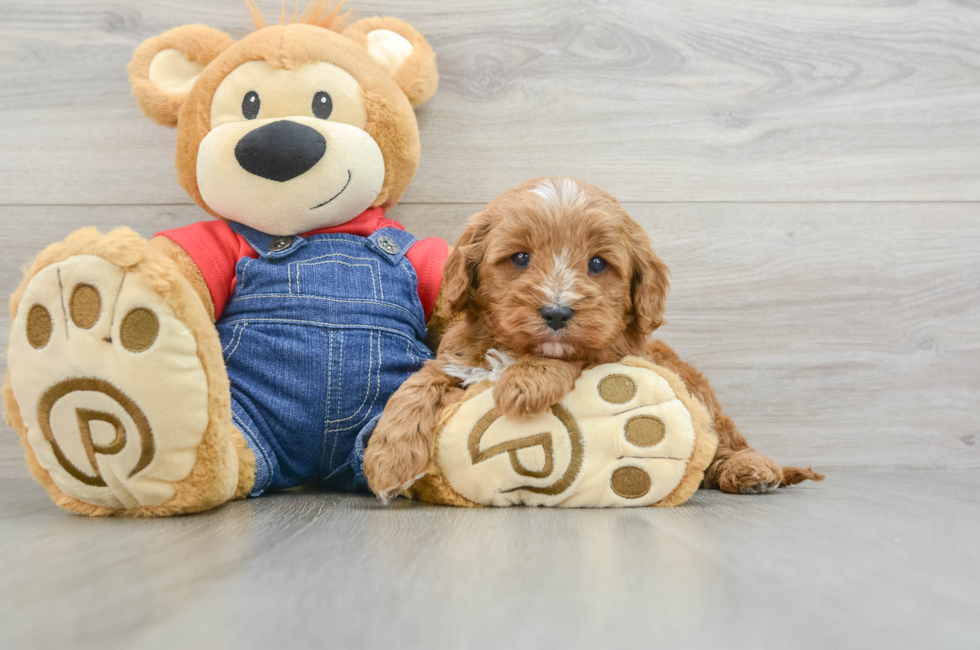 6 week old Cavapoo Puppy For Sale - Simply Southern Pups