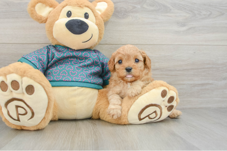Cavapoo Puppy for Adoption