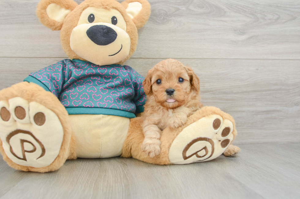 7 week old Cavapoo Puppy For Sale - Simply Southern Pups