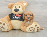 9 week old Cavapoo Puppy For Sale - Simply Southern Pups