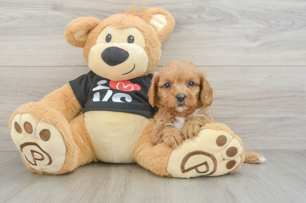 7 week old Cavapoo Puppy For Sale - Simply Southern Pups