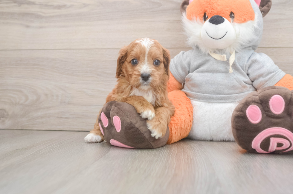 5 week old Cavapoo Puppy For Sale - Simply Southern Pups