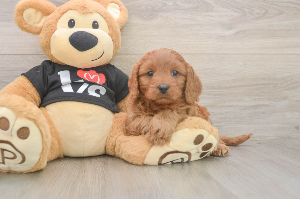 5 week old Cavapoo Puppy For Sale - Simply Southern Pups