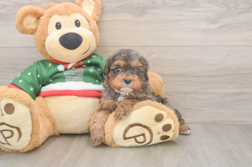 5 week old Cavapoo Puppy For Sale - Simply Southern Pups