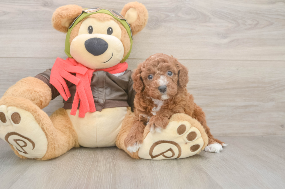 5 week old Cavapoo Puppy For Sale - Simply Southern Pups