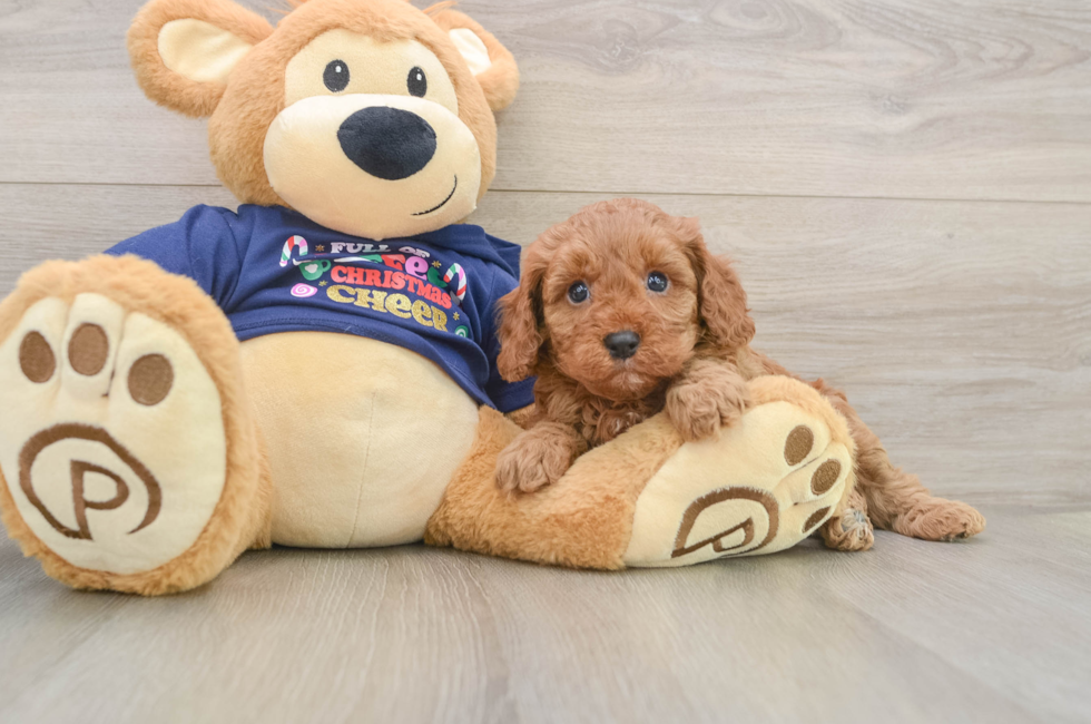 5 week old Cavapoo Puppy For Sale - Simply Southern Pups