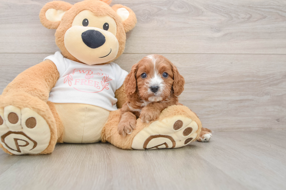 Cavapoo Puppy for Adoption