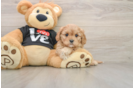 Cavapoo Puppy for Adoption