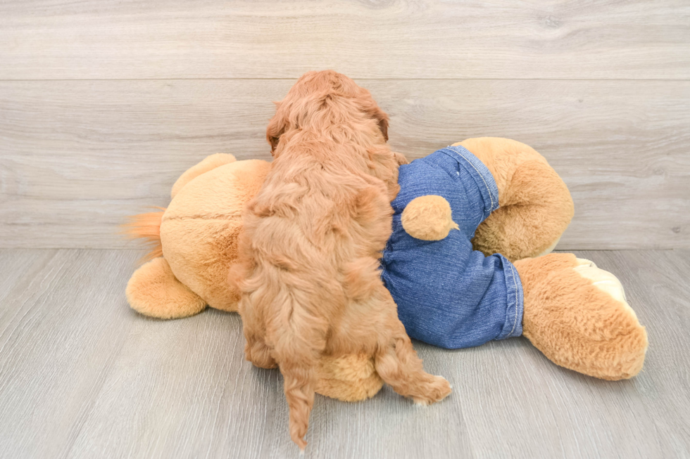 Cavapoo Pup Being Cute