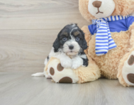 8 week old Cavapoo Puppy For Sale - Simply Southern Pups