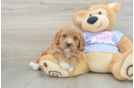 Popular Cavapoo Poodle Mix Pup