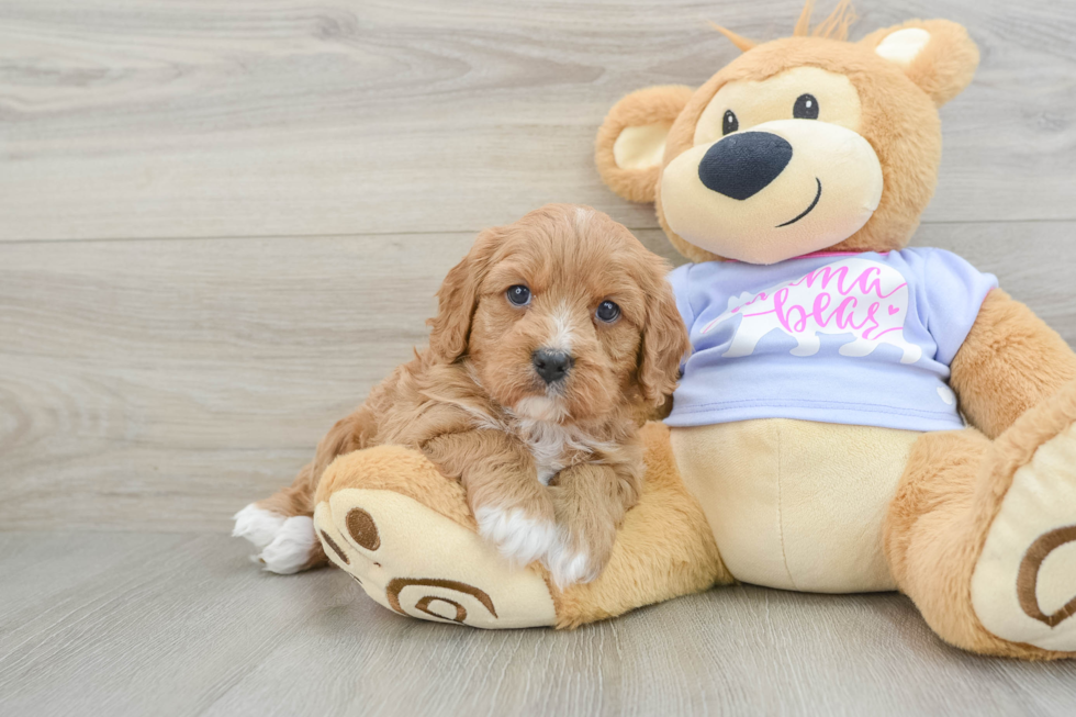 Popular Cavapoo Poodle Mix Pup