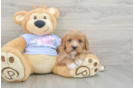 Cute Cavapoo Baby