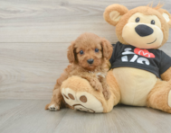 9 week old Cavapoo Puppy For Sale - Simply Southern Pups