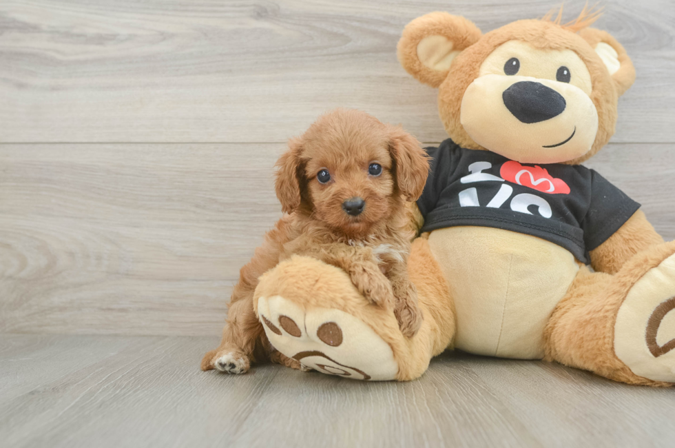 7 week old Cavapoo Puppy For Sale - Simply Southern Pups
